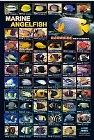 Marine angelfish