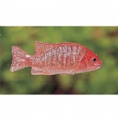 Gray Snapper