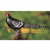 Mikado Pheasant