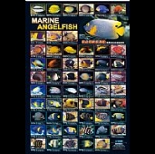 Marine angelfish