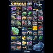 Corals